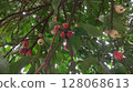 Jamaican guava fruit taken from the bottom corner 128068613