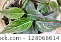 fresh green tropical leaves in a jungle 128068614