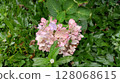 pink flowers in the garden 128068615