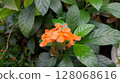 flowers of red rose 128068616