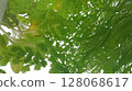 abstract background of spring leaves 128068617