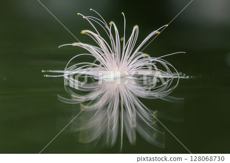 西表島的Barringtonia arborescens 128068730