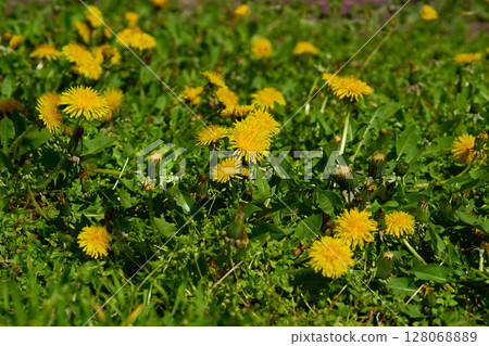 Spring warmth.Nice family of yellow dandelions on a green meadow 128068889