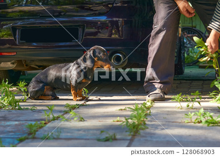 Faithful dog dachshund with owner in the yard during cleaning 128068903