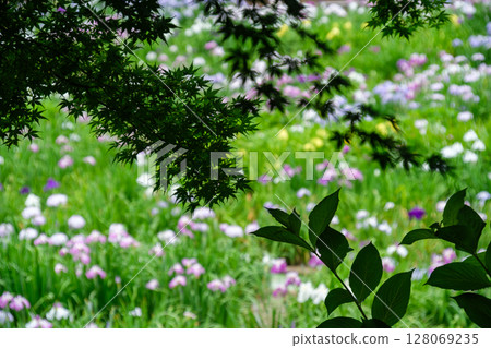 Maple and Iris Maple and Iris 128069235