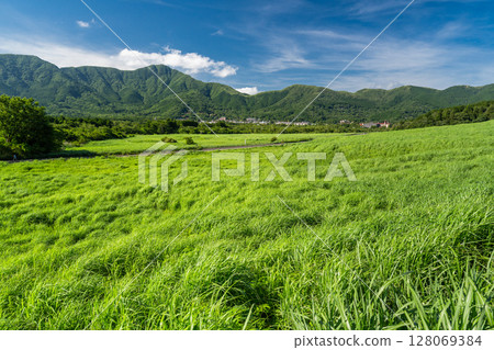<Kanagawa Prefecture> Fresh greenery in Sengokuhara and the green grasslands 128069384