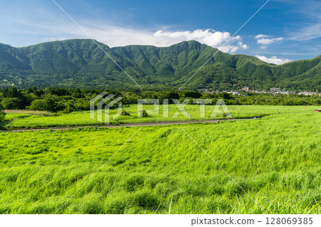 <Kanagawa Prefecture> Fresh greenery in Sengokuhara and the green grasslands 128069385