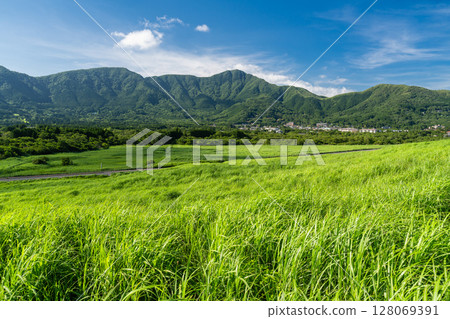 <神奈川縣>仙石原的新綠與翠綠的草原 <神奈川縣>仙石原的新綠與翠綠的草原 128069391
