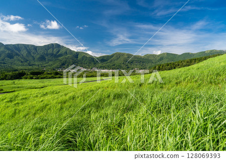 <神奈川縣>仙石原的新綠與翠綠的草原 <神奈川縣>仙石原的新綠與翠綠的草原 128069393