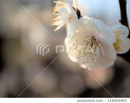 陽光明媚的三月天，盛開著美麗的白梅花 128069403