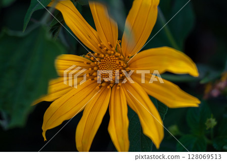 Close-up view of bright yellow flower with pointed petals among green leaves. 128069513