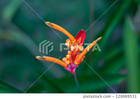 Vibrant orange and pink tropical flower blooming among lush green leaves. 128069531