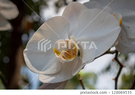 Close-up view of a beautiful white Phalaenopsis orchid flower blooming naturally 128069535
