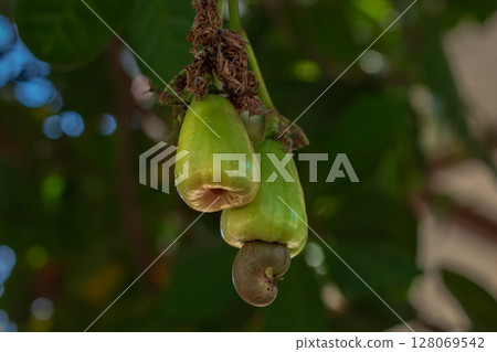 Unripe green cashew fruits with nuts hanging on a tree branch 128069542