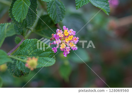 Close-up view of colorful Lantana flowers blooming in the garden 128069560