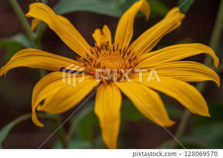 Beautiful vibrant yellow flower blooming outdoors in natural sunlight Beautiful vibrant yellow flower blooming outdoors in natural sunlight 128069570