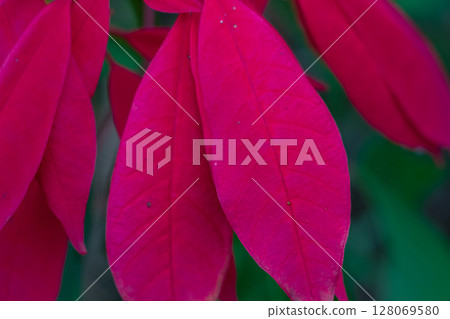 Close up view of vibrant pink Poinsettia plant leaves or bracts. Close up view of vibrant pink Poinsettia plant leaves or bracts. 128069580
