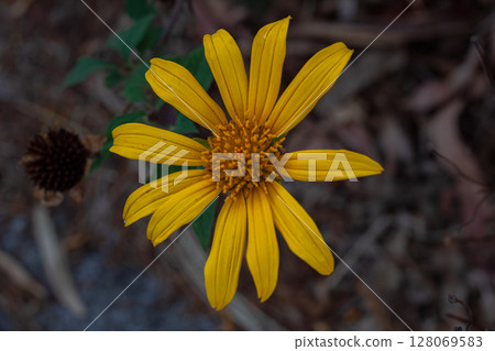 Close-up view of vibrant yellow petals radiating from the central pollen disk of a wild flower. 128069583
