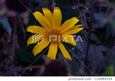 Close-up view of vibrant yellow petals radiating from the central pollen disk of a wild flower. 128069584