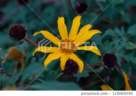 Close-up of a bright yellow flower blooming in a dark garden environment. 128069590