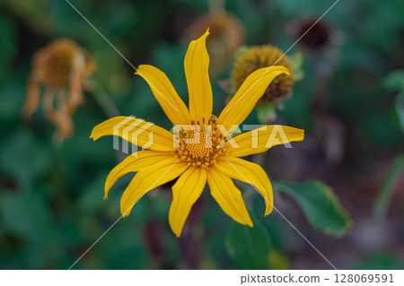 Close-up of a bright yellow flower blooming in a dark garden environment. 128069591