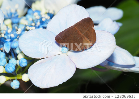Chinese grasshopper resting on a hydrangea flower Chinese grasshopper resting on a hydrangea flower 128069635