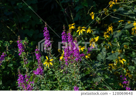 秋天田野裡盛開的紫色花朵-千屈菜 128069648