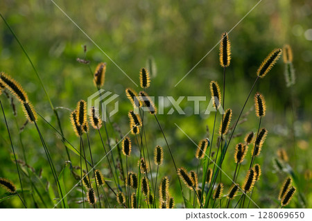 Setaria viridis shining against the sun 128069650