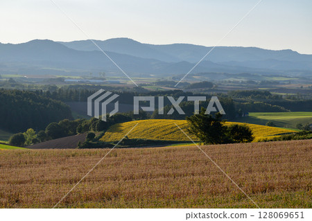Sunflower field in full bloom on a hill Sunflower field in full bloom on a hill 128069651