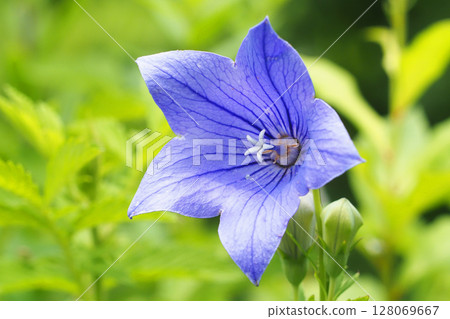 菊花的花朵 128069667