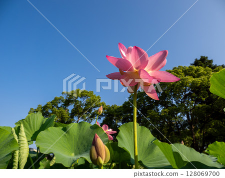 Blooming Ohga lotus flowers and blue sky (Chiba Park, Chuo Ward, Chiba City) 128069700
