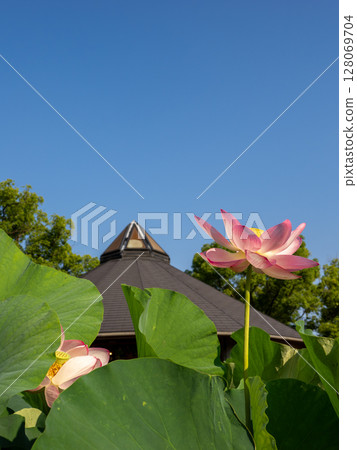 Blooming Ohga lotus flowers and blue sky (Chiba Park, Chuo Ward, Chiba City) 128069704