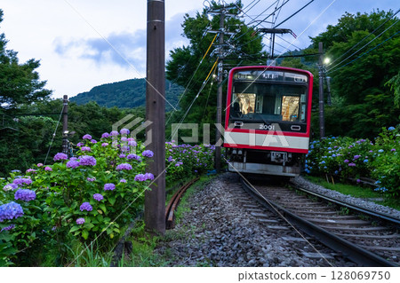 <神奈川縣> 紫陽花列車與箱根登山鐵道 <神奈川縣> 紫陽花列車與箱根登山鐵道 128069750
