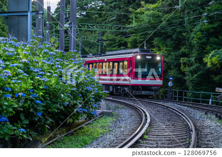 <神奈川縣> 紫陽花列車與箱根登山鐵道 <神奈川縣> 紫陽花列車與箱根登山鐵道 128069756