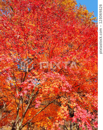 秋天的樹葉 128069826