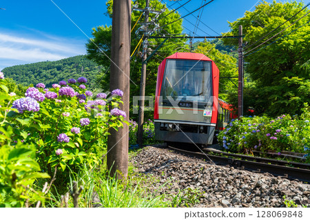 <神奈川縣> 紫陽花列車與箱根登山鐵道 128069848