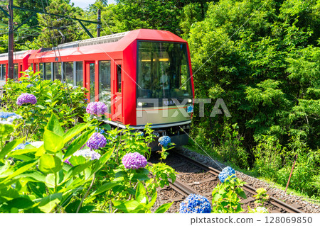 <Kanagawa Prefecture> Hydrangea Train and Hakone Tozan Railway <Kanagawa Prefecture> Hydrangea Train and Hakone Tozan Railway 128069850