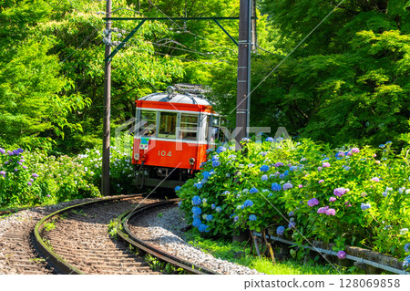 <Kanagawa Prefecture> Hydrangea Train and Hakone Tozan Railway <Kanagawa Prefecture> Hydrangea Train and Hakone Tozan Railway 128069858