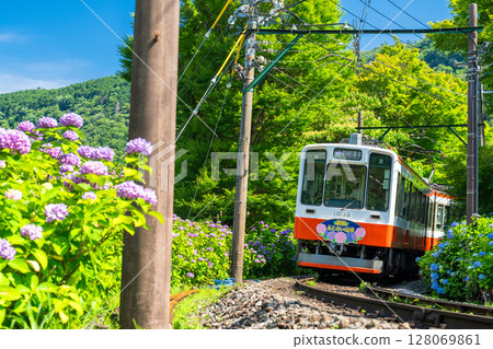 <神奈川縣> 紫陽花列車與箱根登山鐵道 128069861