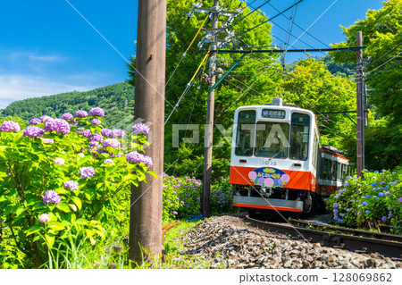 <Kanagawa Prefecture> Hydrangea Train and Hakone Tozan Railway 128069862
