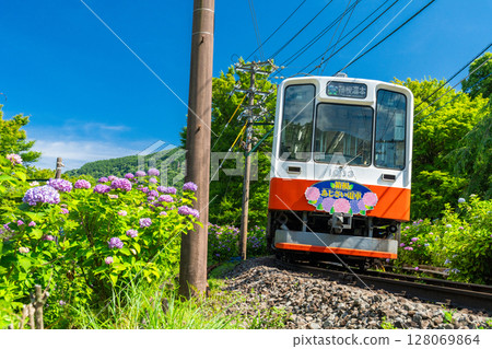 <Kanagawa Prefecture> Hydrangea Train and Hakone Tozan Railway <Kanagawa Prefecture> Hydrangea Train and Hakone Tozan Railway 128069864