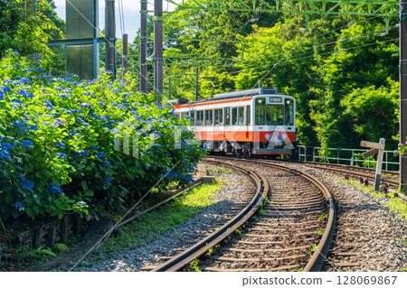 <神奈川縣> 紫陽花列車與箱根登山鐵道 <神奈川縣> 紫陽花列車與箱根登山鐵道 128069867