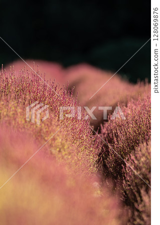 豬苗代香草園的秋葉藜 128069876