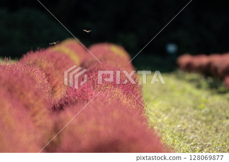 豬苗代香草園的秋葉藜 豬苗代香草園的秋葉藜 128069877