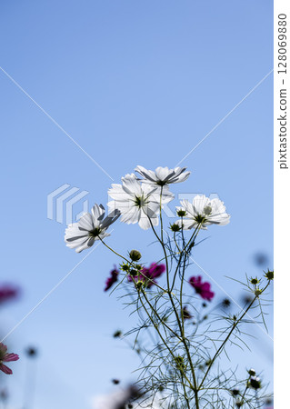 豬苗代香草園的陽光明媚的波斯菊 128069880