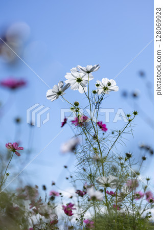 Sunlit cosmos at Inawashiro Herb Garden Sunlit cosmos at Inawashiro Herb Garden 128069928