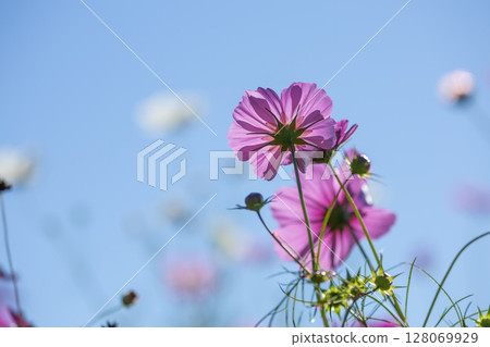 豬苗代香草園的陽光明媚的波斯菊 豬苗代香草園的陽光明媚的波斯菊 128069929