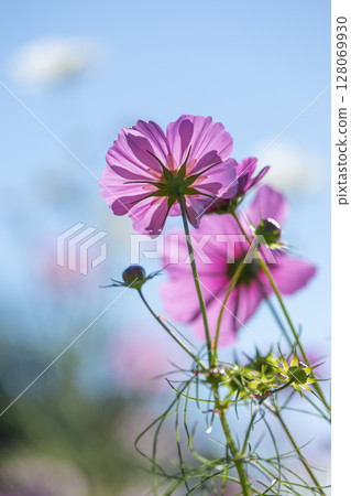 豬苗代香草園 波斯菊 128069930