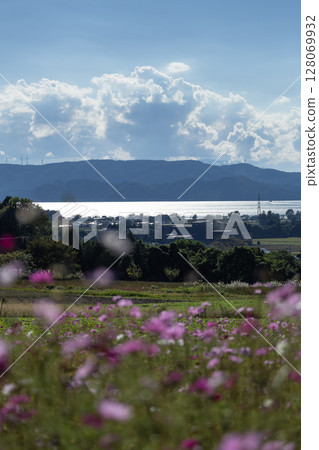 Cosmos at Inawashiro Herb Garden and Lake Inawashiro 128069932