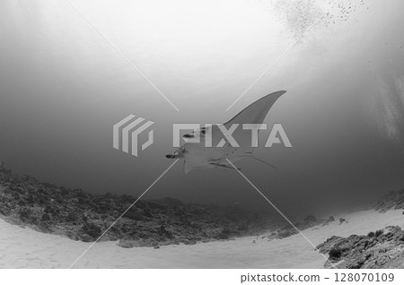 Diving scene in the sea of Iriomote Island Diving scene in the sea of Iriomote Island 128070109